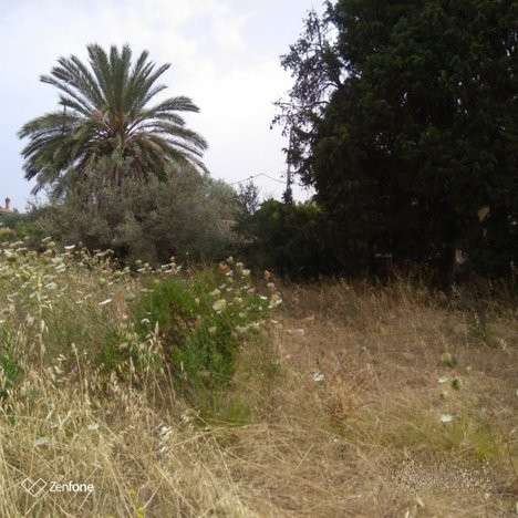 terreno agricolo in vendita a Nuxis