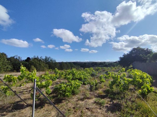 terreno agricolo in vendita a Portoscuso in zona Paringianu