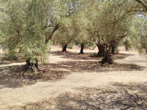 terreno agricolo in vendita a San Gavino Monreale