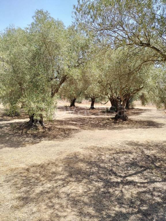 terreno agricolo in vendita a San Gavino Monreale