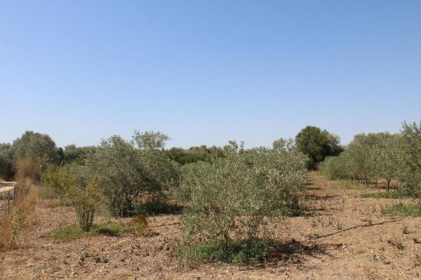 terreno agricolo in vendita a San Sperate