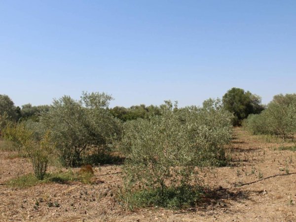 terreno agricolo in vendita a San Sperate