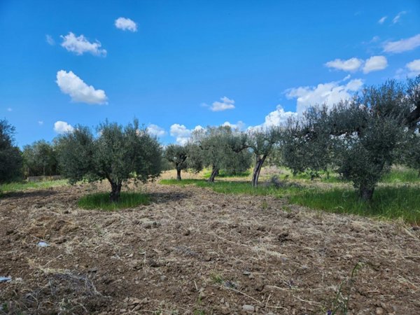terreno agricolo in vendita a San Sperate