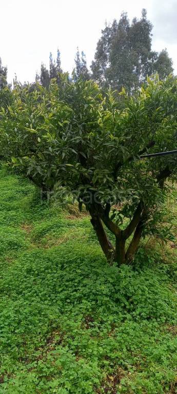 casa indipendente in vendita a San Sperate