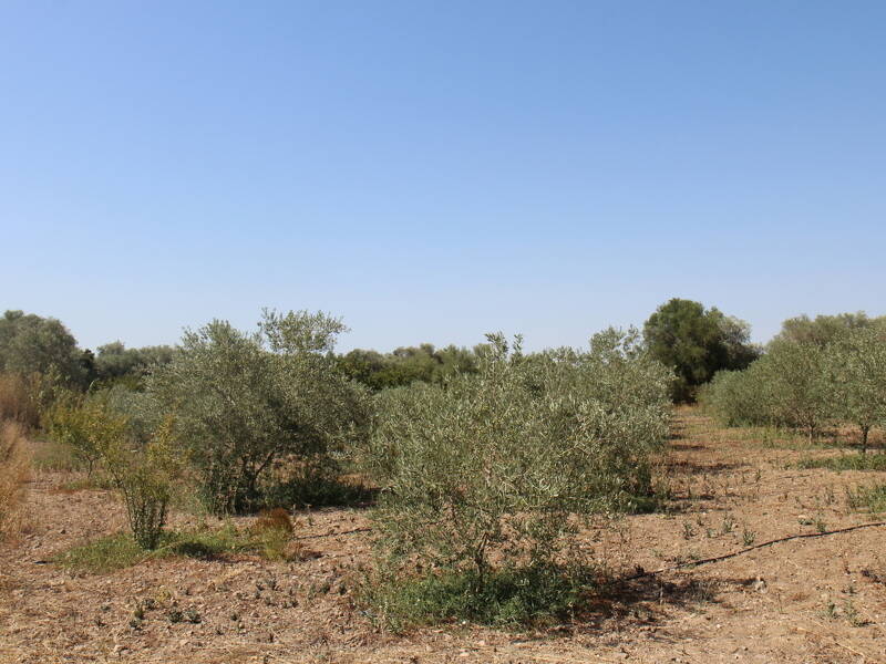 terreno agricolo in vendita a San Sperate