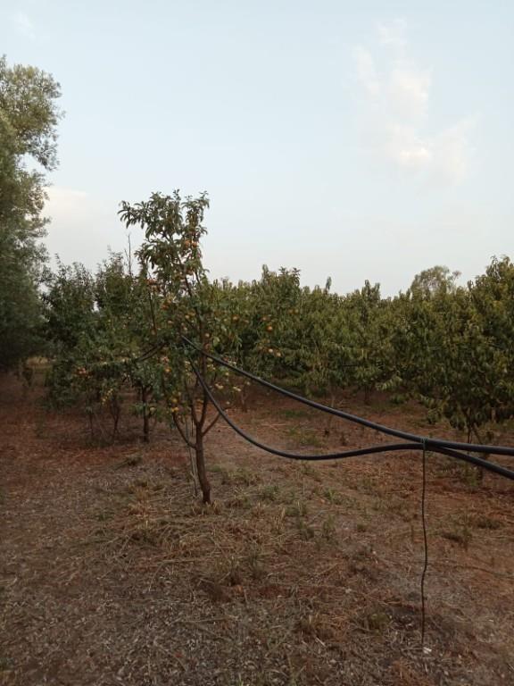 terreno agricolo in vendita a San Sperate