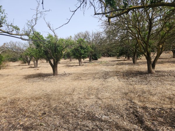terreno agricolo in vendita a San Sperate