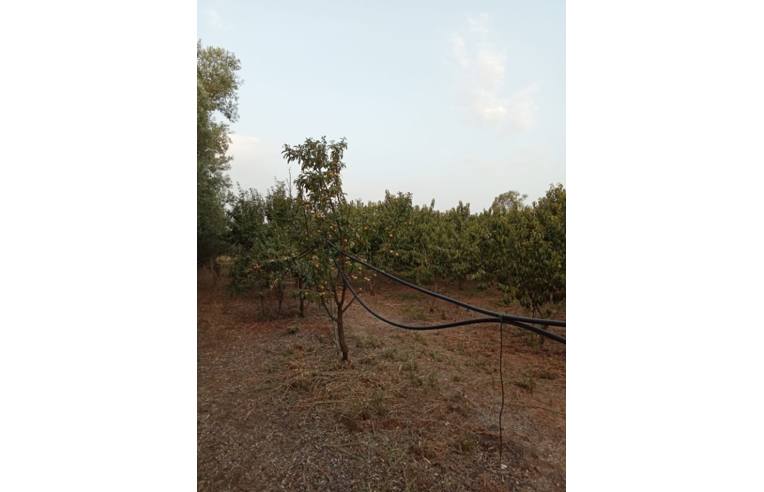 terreno agricolo in vendita a San Sperate