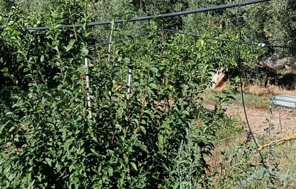 terreno agricolo in vendita a San Sperate