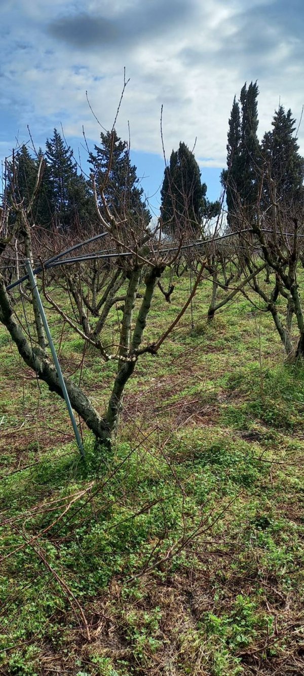 terreno in vendita a San Sperate