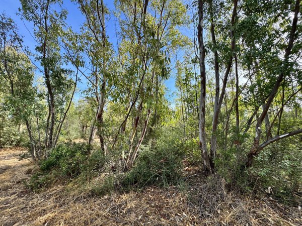 terreno agricolo in vendita a San Vito