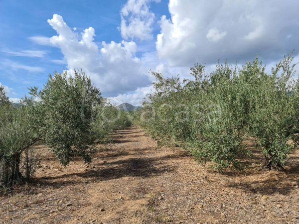 azienda agricola in vendita a San Vito