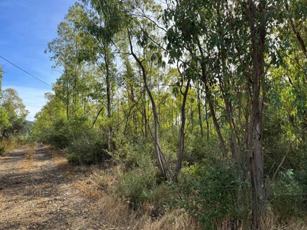 terreno agricolo in vendita a San Vito