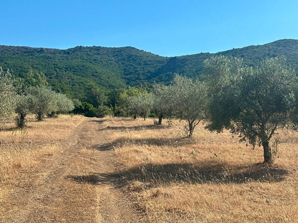 terreno agricolo in vendita a San Vito