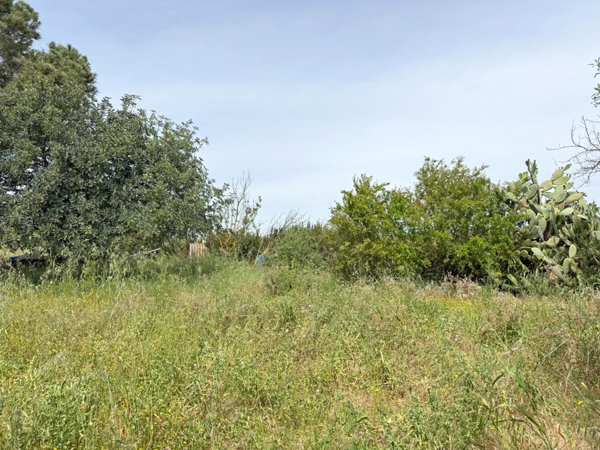 terreno agricolo in vendita a Sanluri