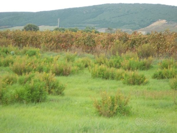 terreno agricolo in vendita a Sant'Anna Arresi in zona Porto Pino