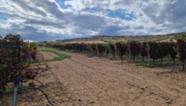 terreno agricolo in vendita a Serdiana