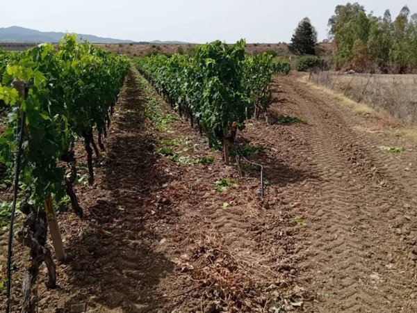azienda agricola in vendita a Serdiana
