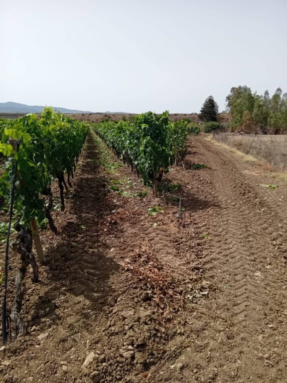 terreno agricolo in vendita a Serdiana