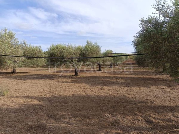 terreno agricolo in vendita a Serdiana