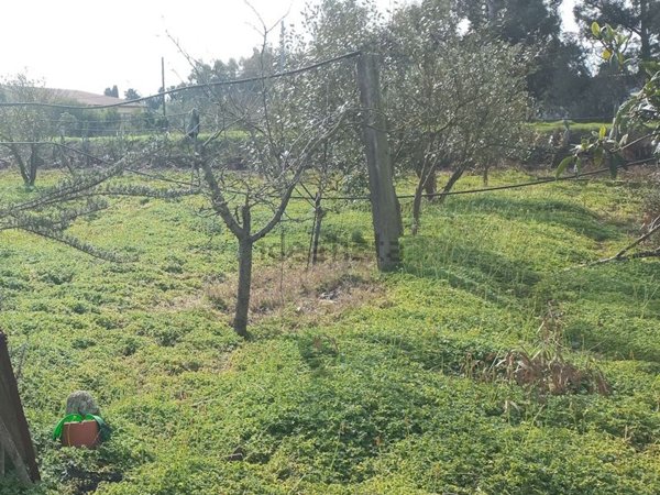 terreno agricolo in vendita a Serramanna