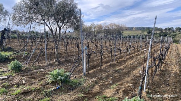 terreno agricolo in vendita a Soleminis