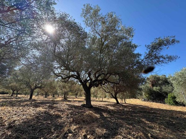terreno agricolo in vendita a Soleminis