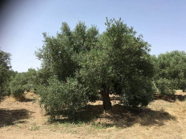terreno agricolo in vendita a Suelli
