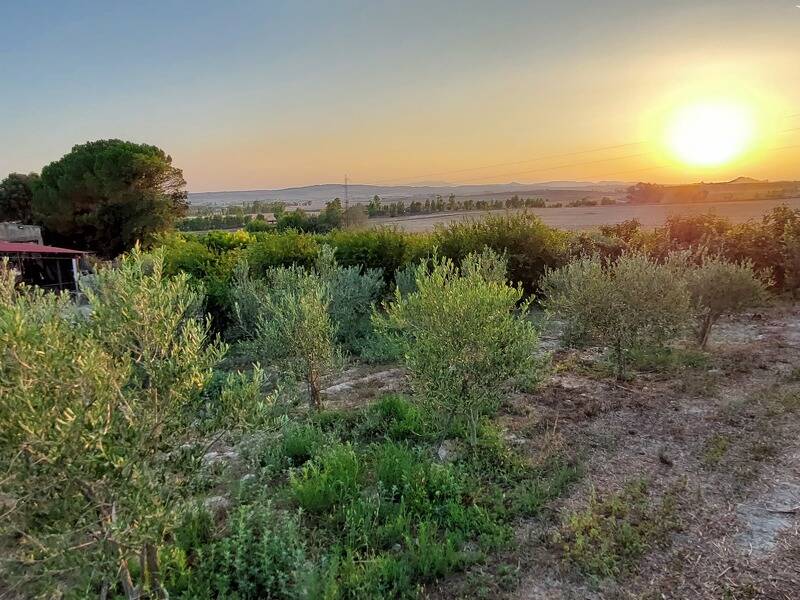 azienda agricola in vendita a Suelli