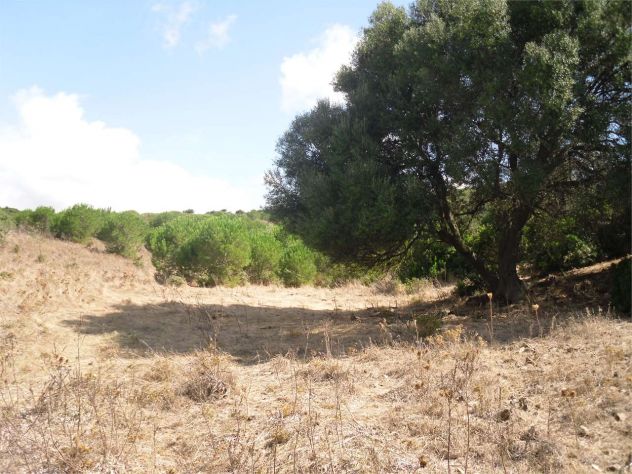 terreno agricolo in vendita a Teulada