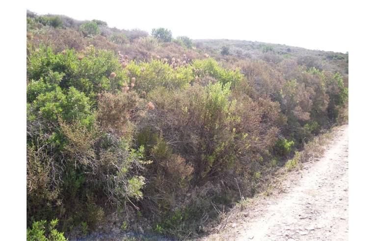 terreno agricolo in vendita a Teulada