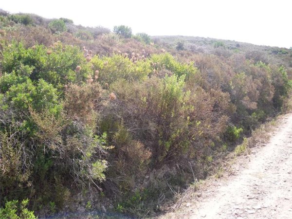 terreno agricolo in vendita a Teulada