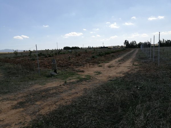 terreno agricolo in vendita ad Ussana