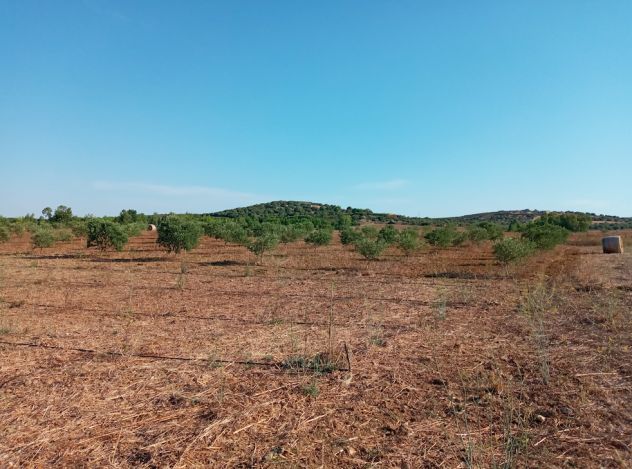 terreno agricolo in vendita ad Ussana