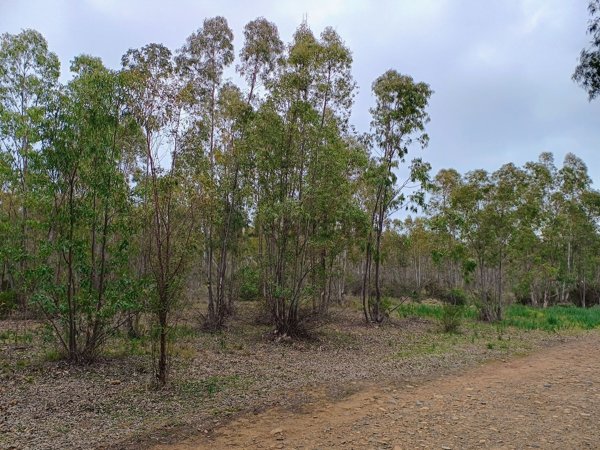 terreno agricolo in vendita a Villacidro
