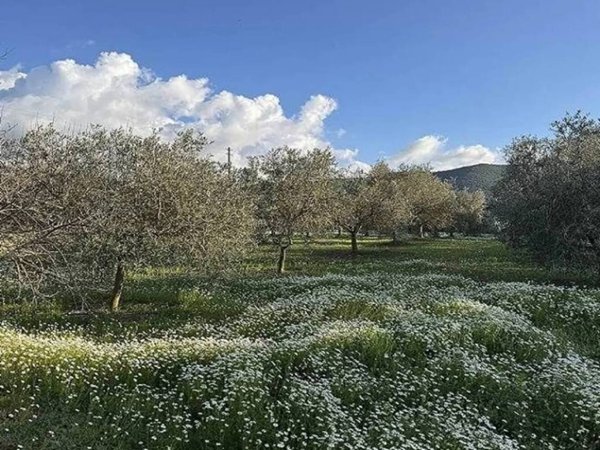 terreno agricolo in vendita a Villamassargia