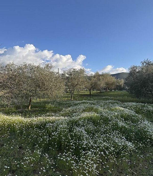 terreno agricolo in vendita a Villamassargia