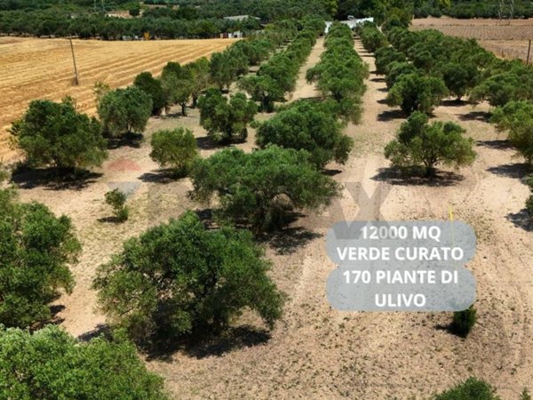 immagine annuncio 0 di 15