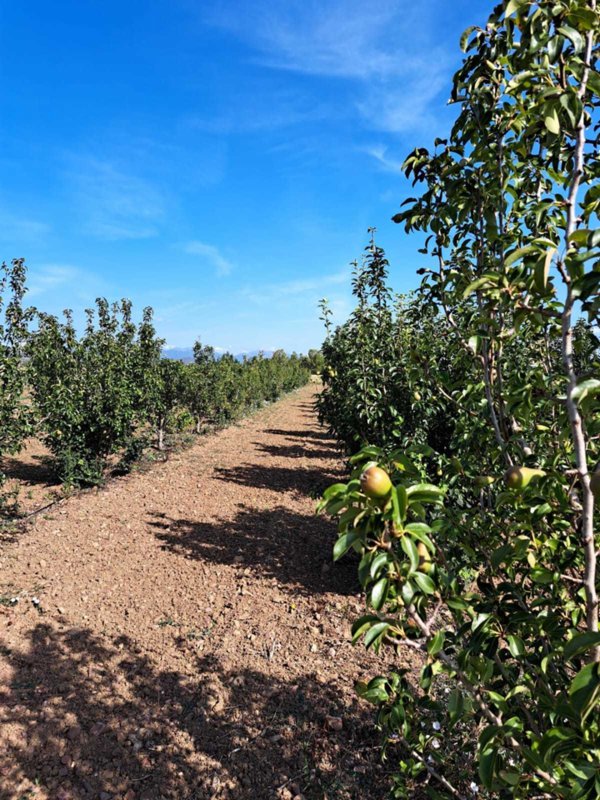 terreno agricolo in vendita a Villaspeciosa