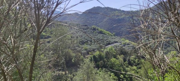 azienda agricola in vendita ad Apricale in zona Semoigo
