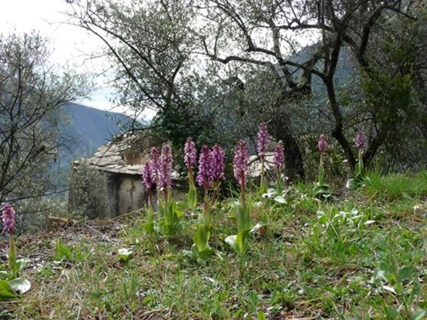 terreno agricolo in vendita a Badalucco