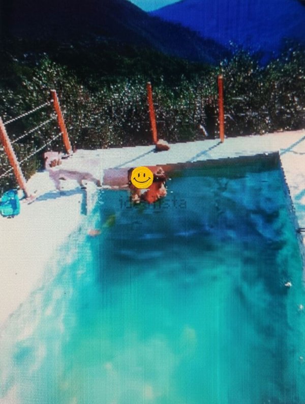 pentavano in vendita a Badalucco