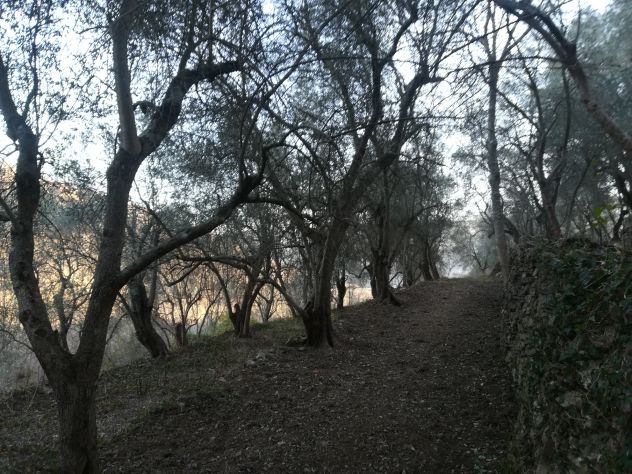 terreno agricolo in vendita a Borghetto d'Arroscia