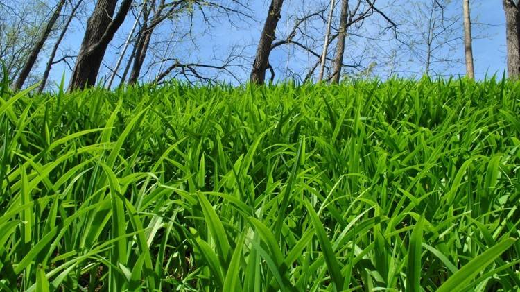 terreno agricolo in vendita a Borgomaro in zona Ville San Pietro