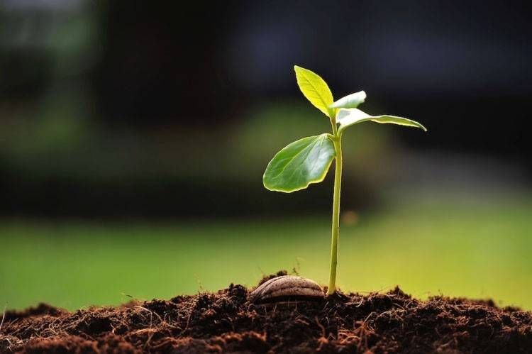 terreno agricolo in vendita a Borgomaro in zona Conio
