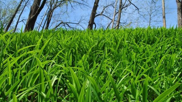 casa indipendente in vendita a Borgomaro in zona Ville San Pietro