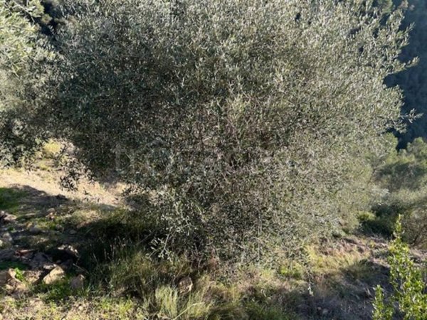 terreno agricolo in vendita a Camporosso in zona Brunetti