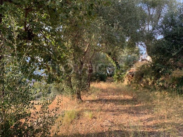 terreno agricolo in vendita a Camporosso