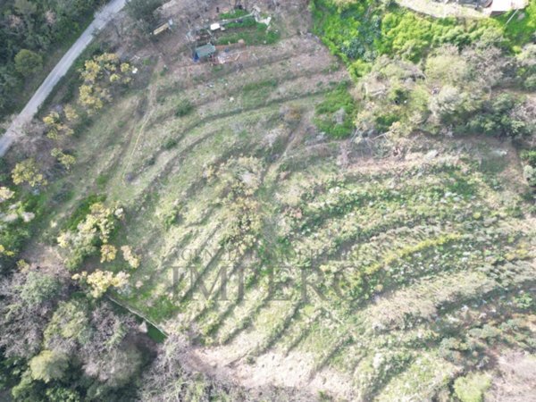 terreno agricolo in vendita a Camporosso