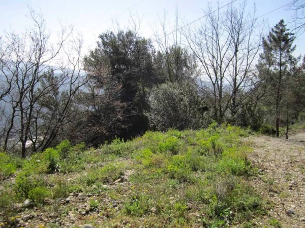 terreno agricolo in vendita a Camporosso